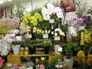 「中山生花店」　（岡山県笠岡市）の花屋店舗写真2